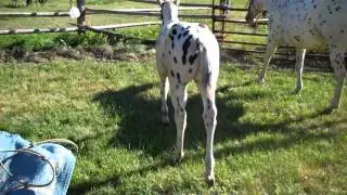 Roman Dreamer- Sporthorse Stallion Prospect