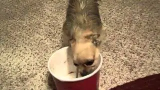 Miss Bree and her ice cream :0)