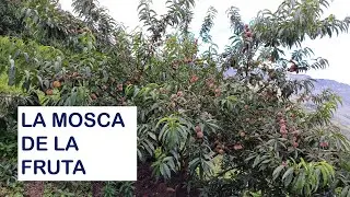 LA MOSCA DE LA FRUTA EN EL CULTIVO DE DURAZNO