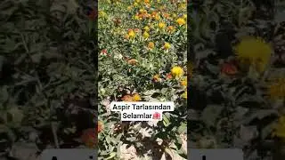 Aspir Tarlasında 13 Saniyelik G&uuml;zellik 🌼