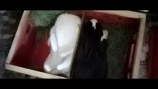 Noile achiziții 4 🐰🐰🐰🐰 și restul iepurilor