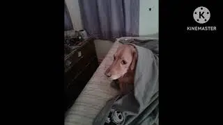Out of darkness devil may cry 4 dedicated to my sweet tally puppy