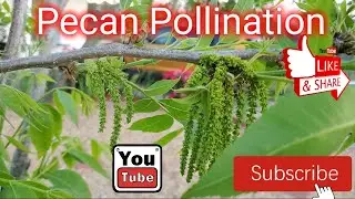 Pecan #Pollination