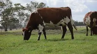 Lot 7 - Boldview Sureal Moccochino