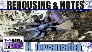 H. devamatha (Polychromatic Earth Tiger) Rehouse and Notes