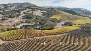 Eleven Eleven Vineyards | Petaluma Gap