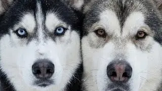 Huskies: Beautiful, Crazy, Honest : live rep