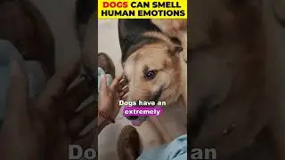 🐶 Dogs Can Smell Human Emotions
