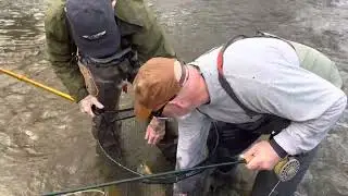Catching big brown trout in Sandy Creek.  Hamilton, NY