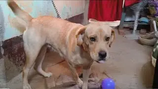 Kaha jare ho daddy😏 || Labra rubi || #labradordog#dog#labra#labrador#animals