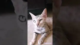 free therapy ✨💜 #cat #therapy #relaxing #cute #shorts