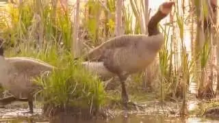 Goose Bathing 101