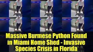 Massive Burmese Python Found in Miami Home Shed - Invasive Species Crisis in Florida