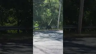 Bear Casually Approaching a Trash Container While Ignoring POV