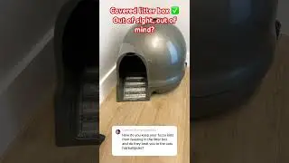 HOW TO KEEP 4 DOGS OUT OF THE LITTER BOX?! #shorts #coveredlitterbox #potcakes #litterboxhack #4dogs