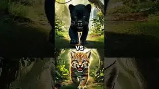 Black panther cub vs panther cub #tiger #lioncubs #blackpanther #cub #edit #shorts