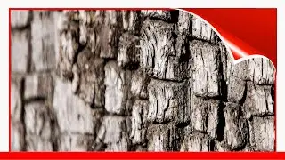 12 Species Of Juniper Trees And Shrubs 🛋️