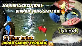 Full induk !!umpan pilusan target induk || galapung ikan mas @antoncsfishing6070