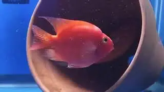 Super Red Severum X Red Parrot Cichlid 🧬 🔥