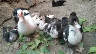 تربية بط المسكوفي