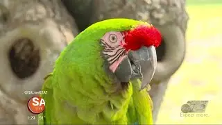 Wild Wednesday: Frank the Military Macaw