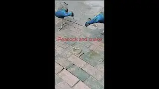 Peacock meets snake #shorts