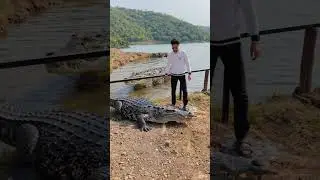 Crazy scene at Gir national park | Crocodile encounter