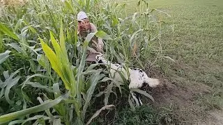 Today the Goat Went Into the Corn Field | Village Goat Moments