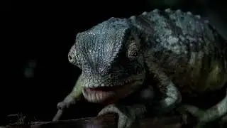 Budweiser - The Ferret Gets The Job (Extended Version)