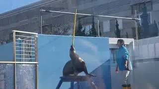 竹島水族館　アシカショウ2