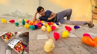 Hum Kitna Chicks 🐥 La Ay Ho Ga 🤔New Colourful Chicks 😍