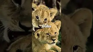 5 Facts About Lions #animals #5factstoday