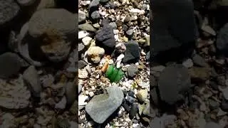 Sea Glass Hunting 030225 3 Two Blue Sea Glass Pieces and More #seaglasshunting #seaglass #shorts
