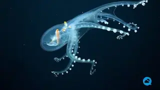 Incredible images of a glass octopus in the Phoenix Islands (Kiribati)