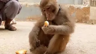 The Monkey Breakfast time 🐵