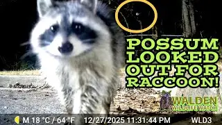 Got a Shot of Possum on Lookout Duty Before Raccoon Tipped the Trail Camera! 
