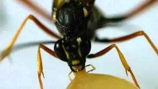 Ichneumon Wasp Licking Honey キアシオナガトガリヒメバチ♀＠蜂蜜舐め