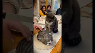 You Won&rsquo;t Believe This USA Cat&rsquo;s Reaction! 🤯🐱 | Viral Funny Cat Moments 2025 #shorts