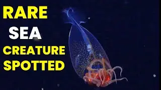 A Rare Sea Creature Spotted In The Antarctica Ocean