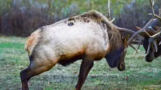 Rutting Pennsylvania Rocky Mountain Elk , Video and Photography