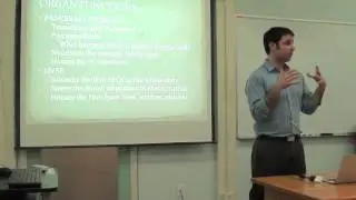 Pancreas (