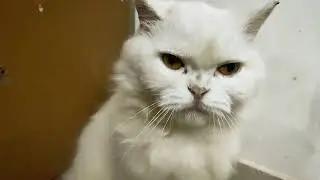#haniya ki masti 😺 fun 😊#Persian cat#cutie#lovely#kitten#subscribe 🙏@MrBeast 