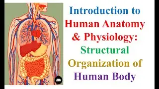 Introduction to Human Anatomy & Physiology: Structural Organization of Body | #Medical Microbiology