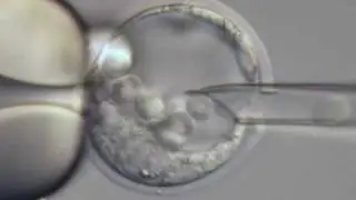 ES cell microinjection into a mouse blastocyst