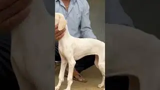 dangerous Mudhol puppy 🐕&zwj;🦺🐶❤️#dog #love #puppy #shortvideo #goldenretiever #youtubeshorts