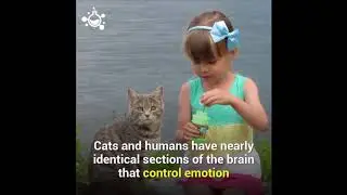 How Smart Are CAT (compared to humans?)  Funny CAT compilation funny Animals