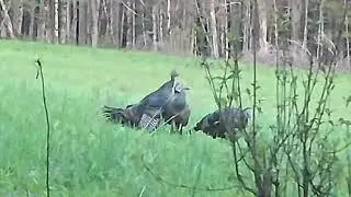 Avian X LCD hen turkey decoy takes a beating from three real NY hens.