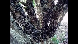 JABUTICABA PRODUZ NO PRÓPIO EXERTO #CultivodePlantas