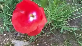 California Poppy (Eschscholzia Californica) In Garden #poppy #eschscholzia #californica #gardening