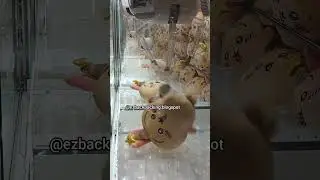 The Thrill of Claw Machines in Hong Kong with 5 dollars!